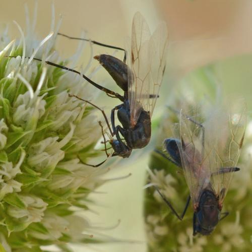 Réf. 273 855 : Camponotus sp.